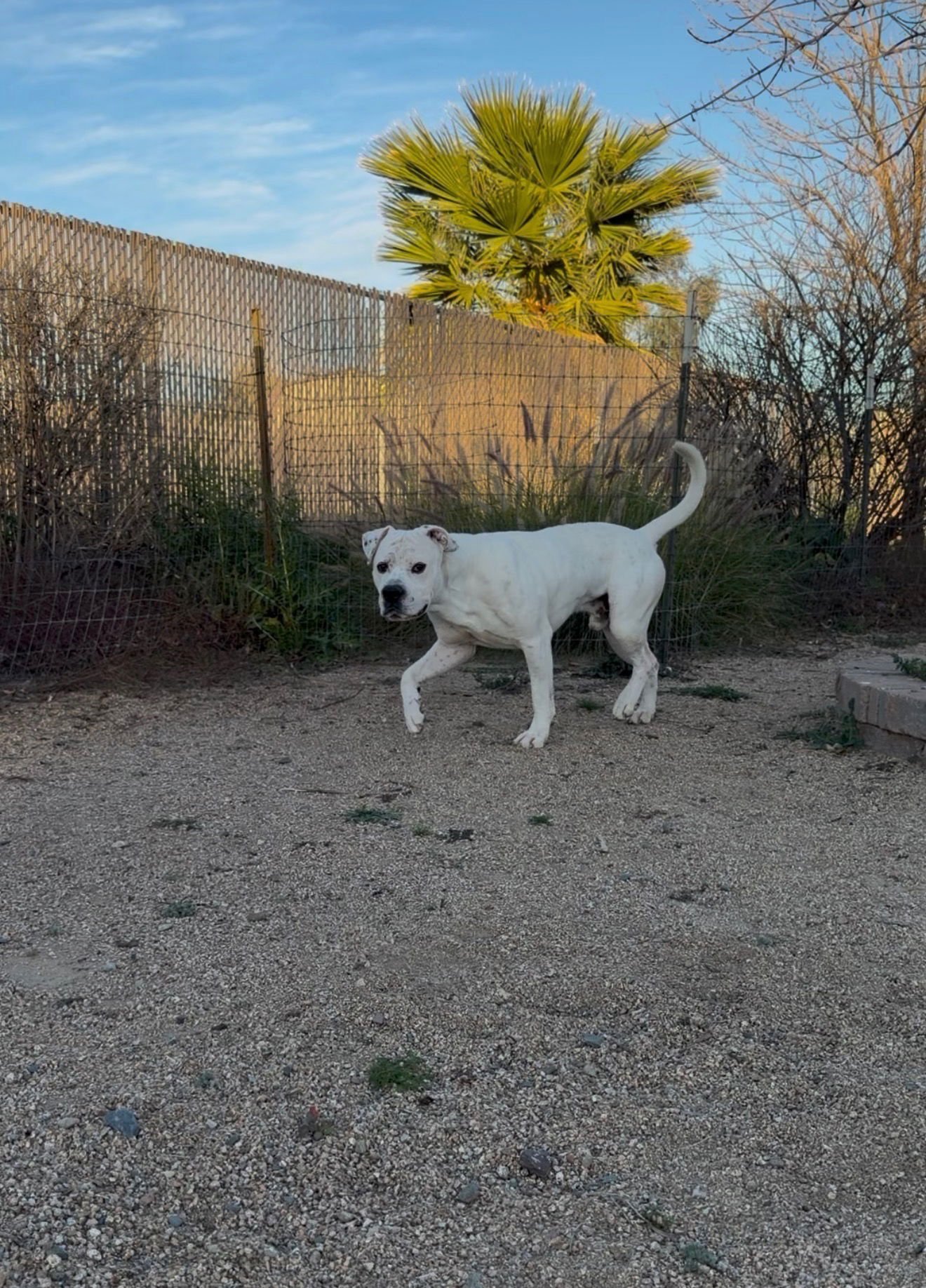 BRUCE ALMIGHTY - Dogo Argentino available for adoption