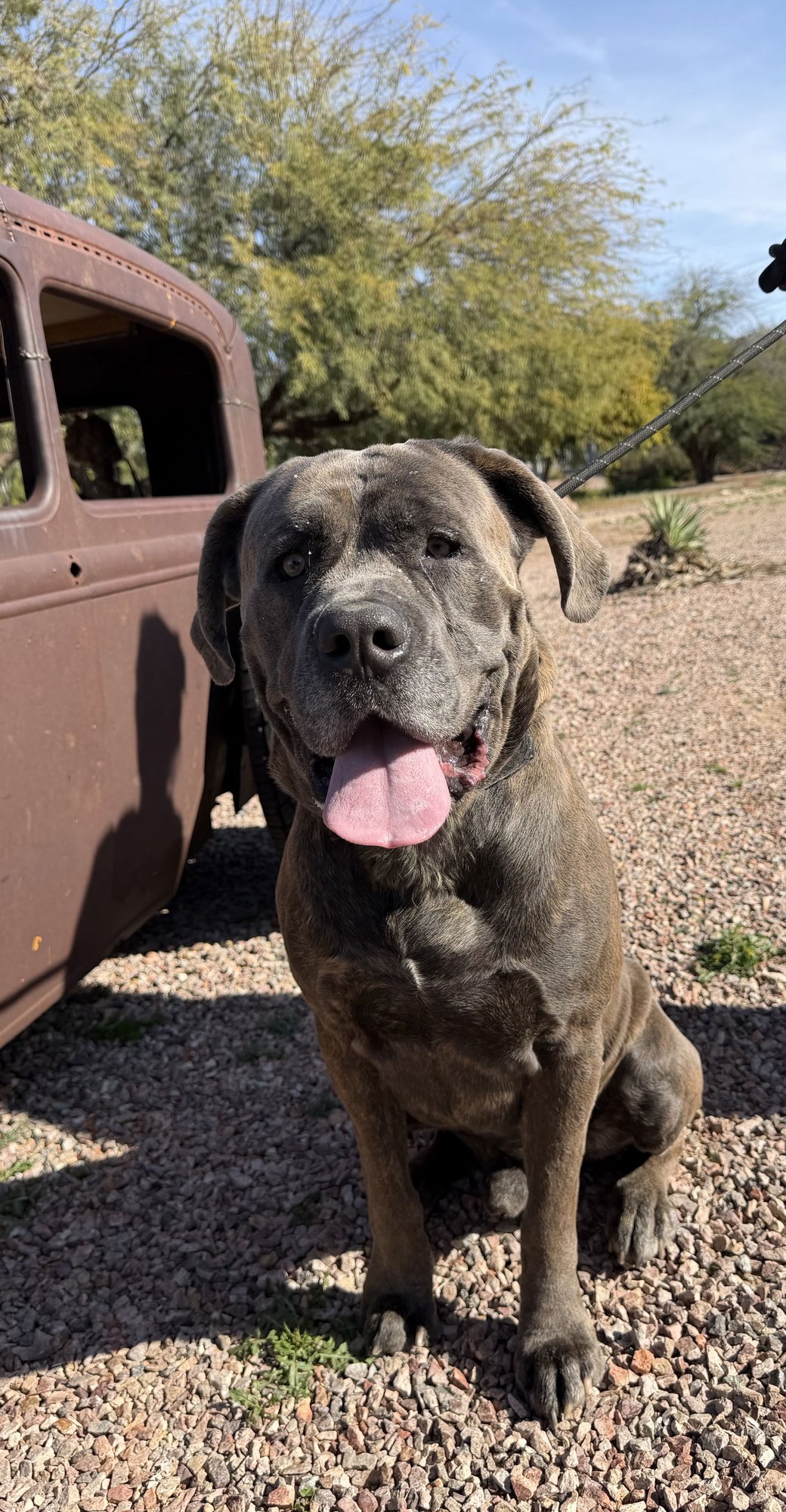 BRUNO - ADOPTED - Cane Corso Mastiff available for adoption