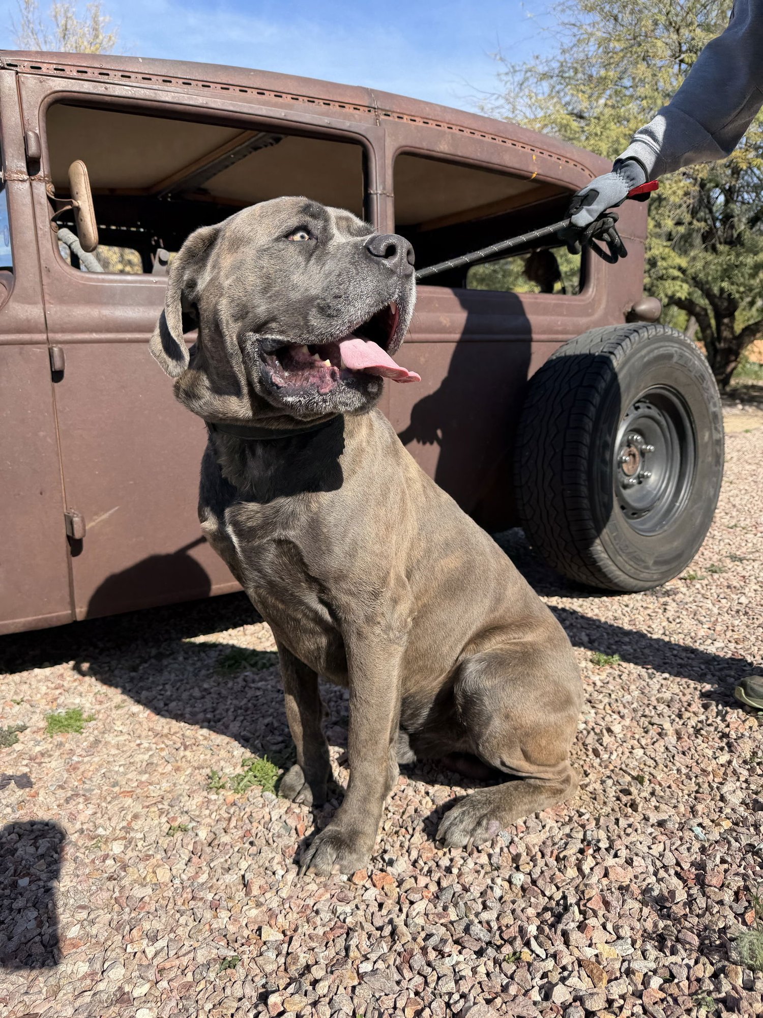 Bruno - adopted - Photo 3