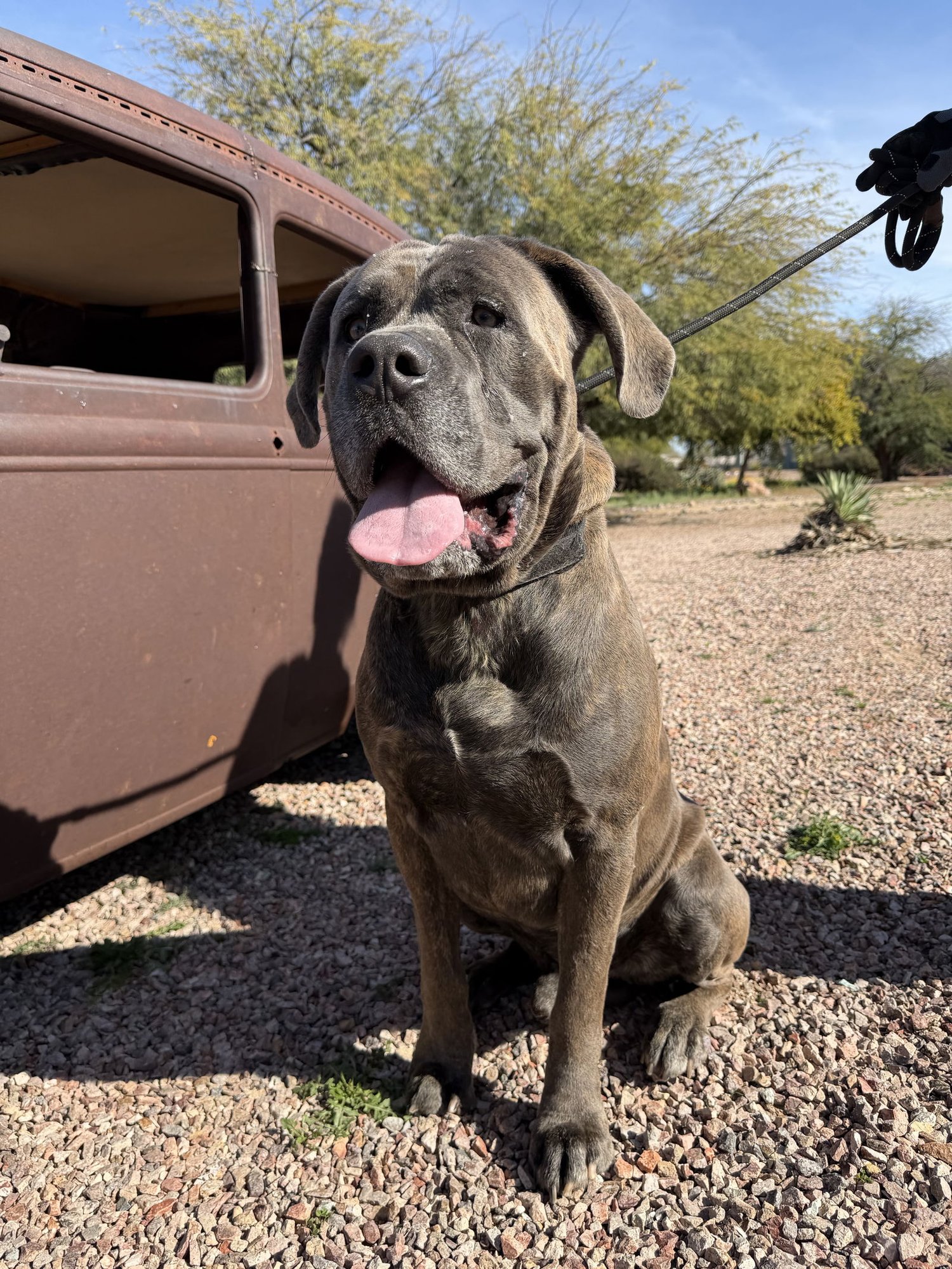 Bruno - adopted - Photo 4