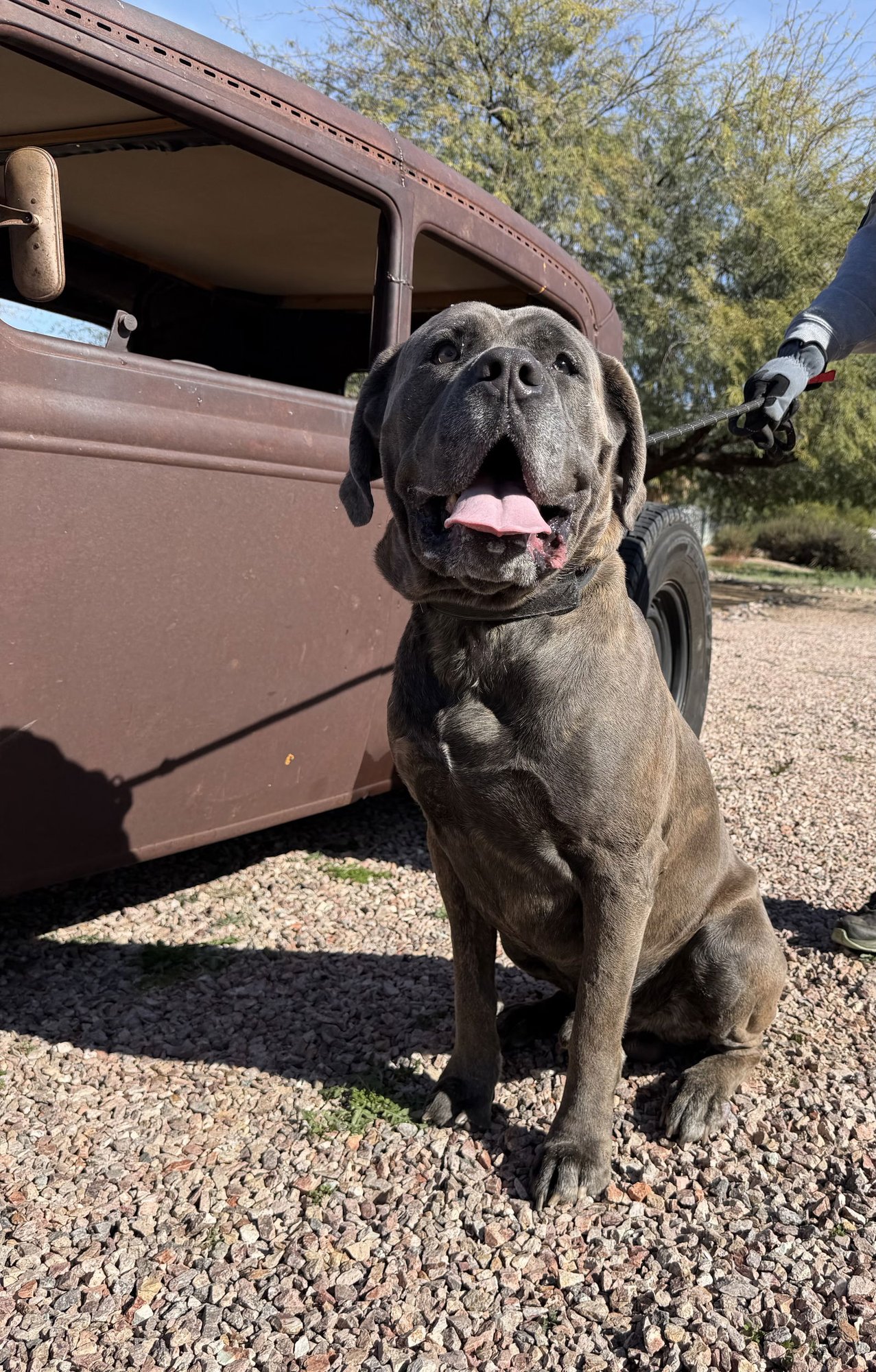 Bruno - adopted - Photo 5