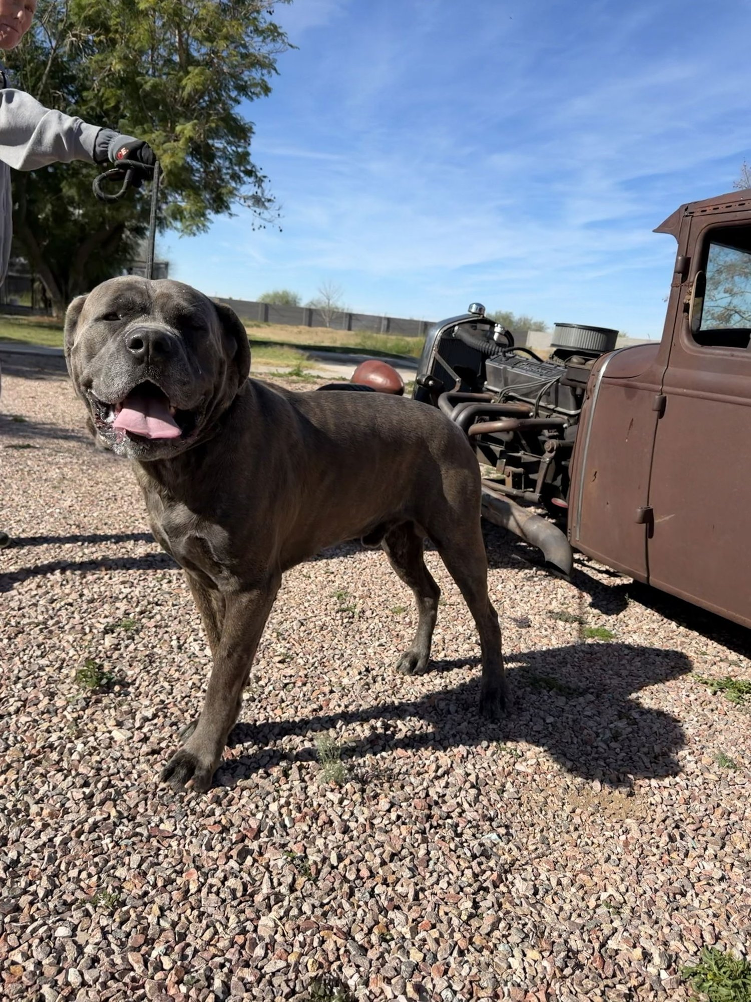 Bruno - adopted - Photo 6