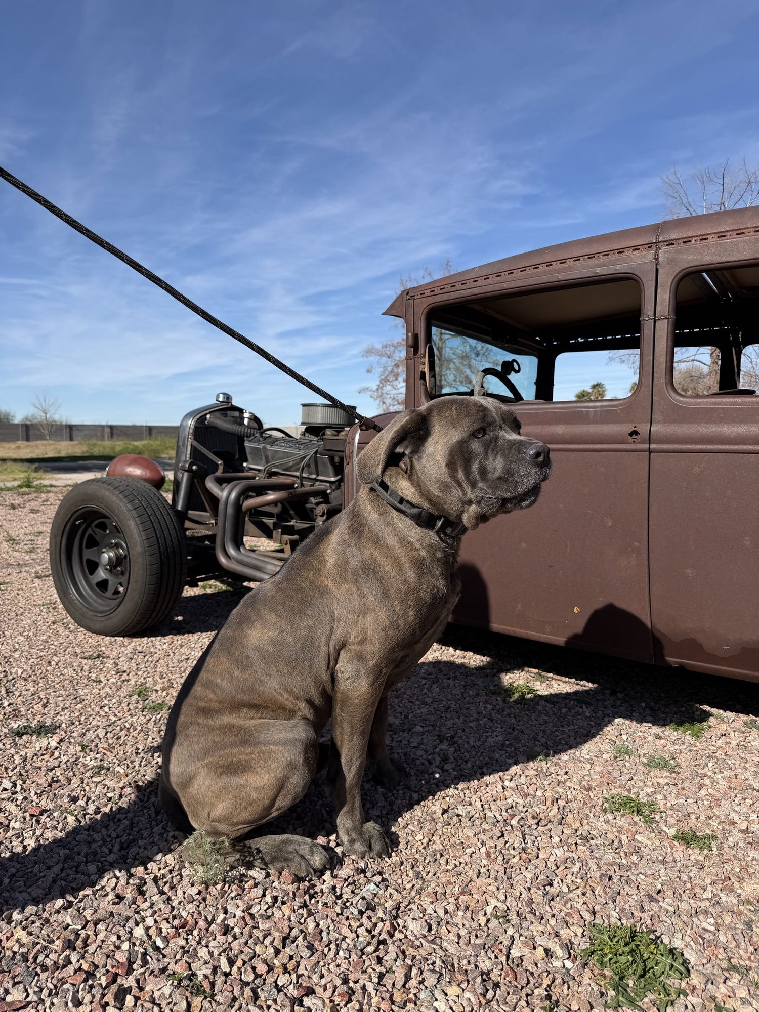 Bruno - adopted - Photo 7