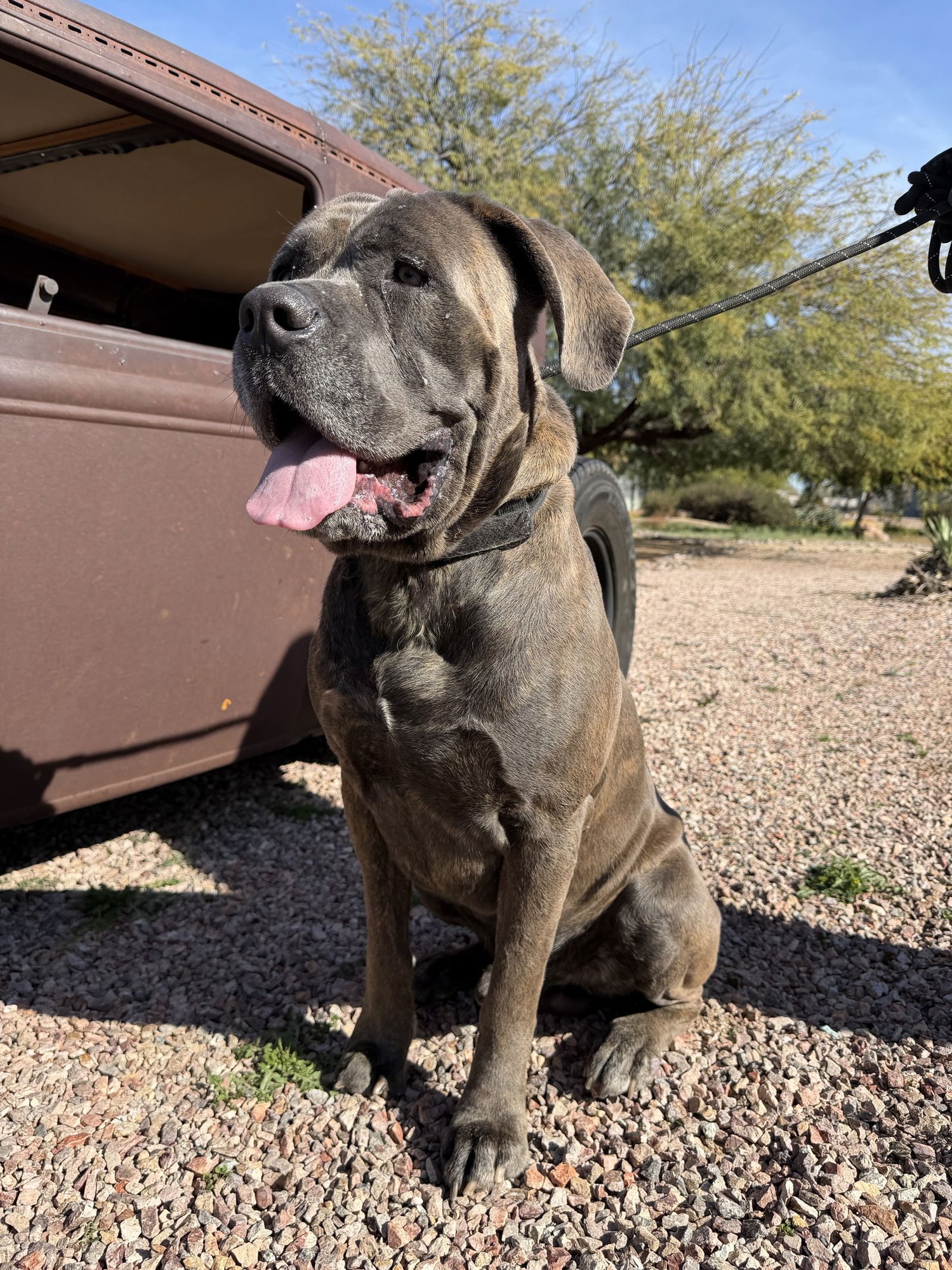 Bruno - adopted - Photo 8