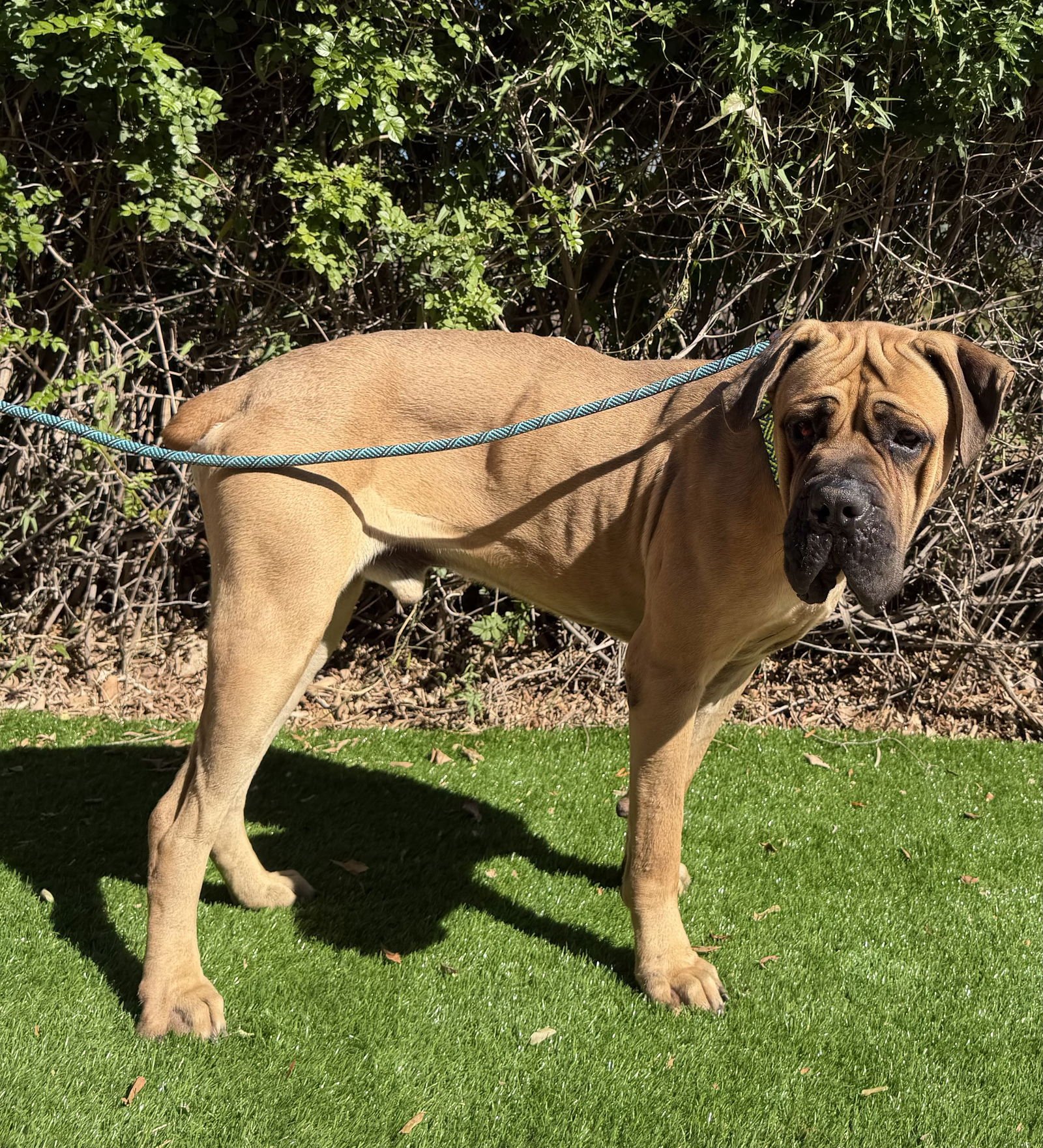 MONTE - Mastiff available for adoption