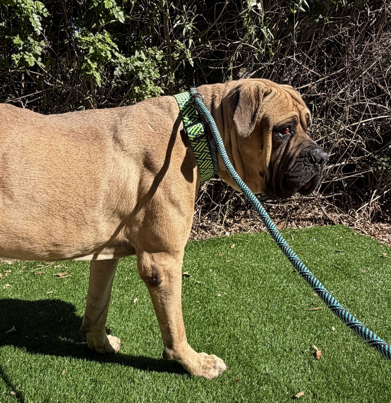 MONTE - Mastiff available for adoption