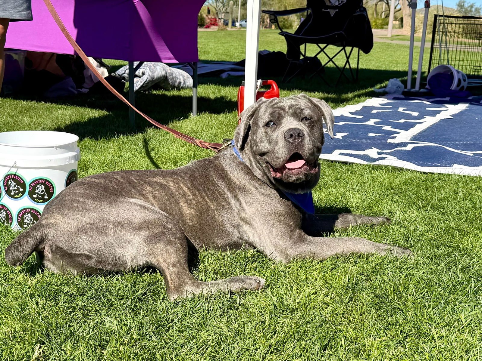 LEAHLANI - ADOPTION PENDING - Cane Corso Mastiff available for adoption