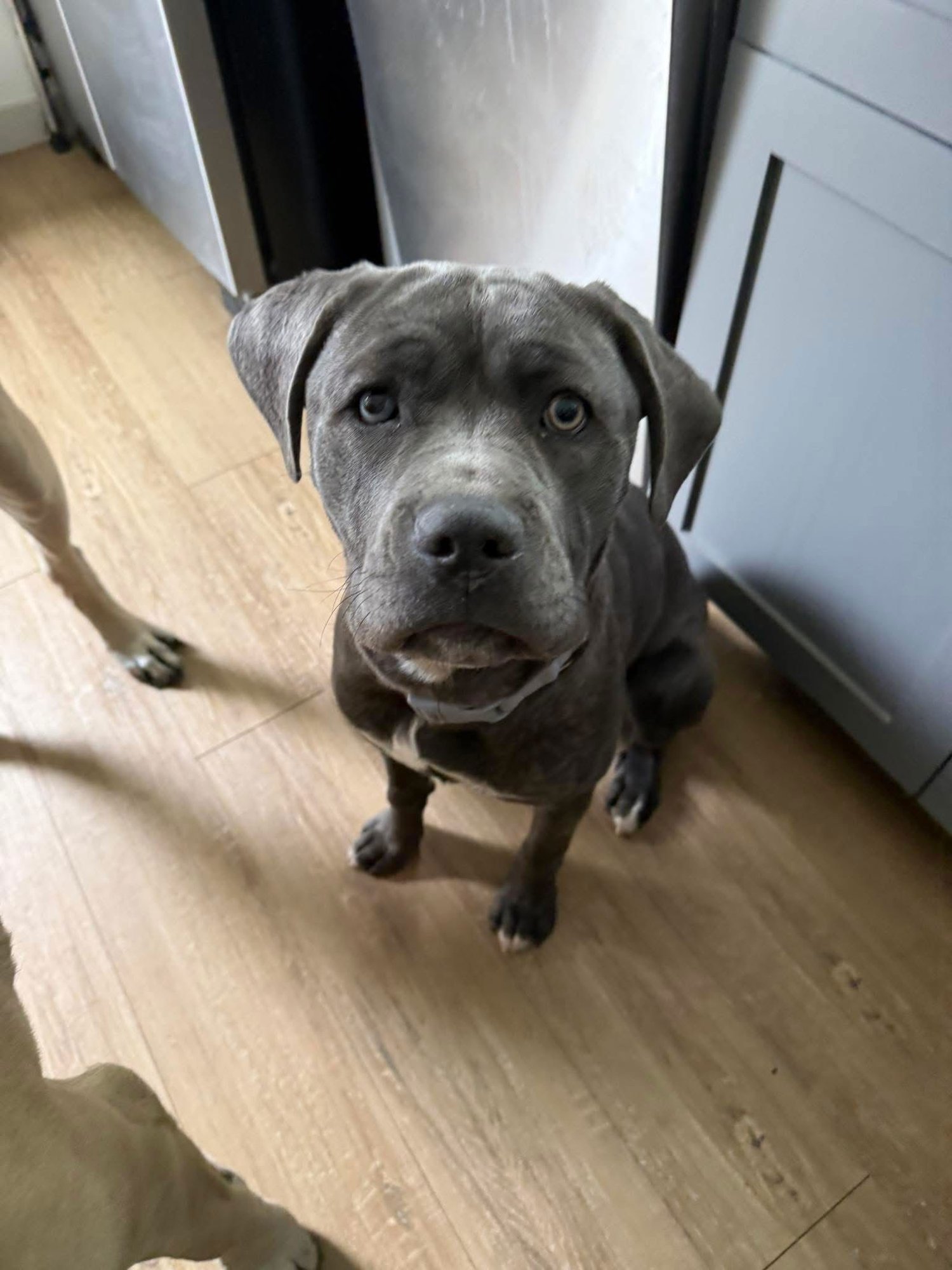 LEAHLANI - ADOPTION PENDING - Cane Corso Mastiff available for adoption