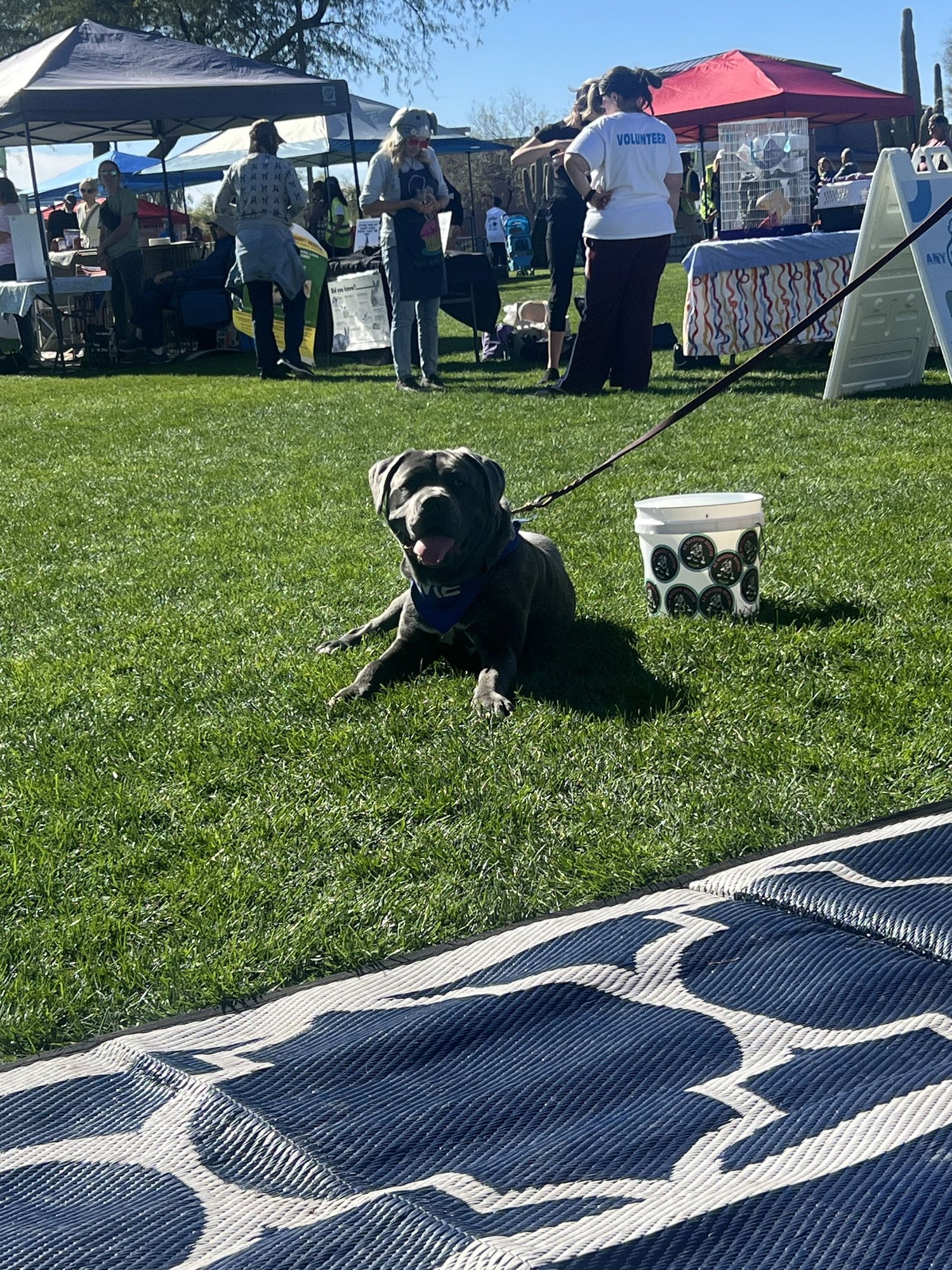 Leahlani - Adoption pending - Photo 3