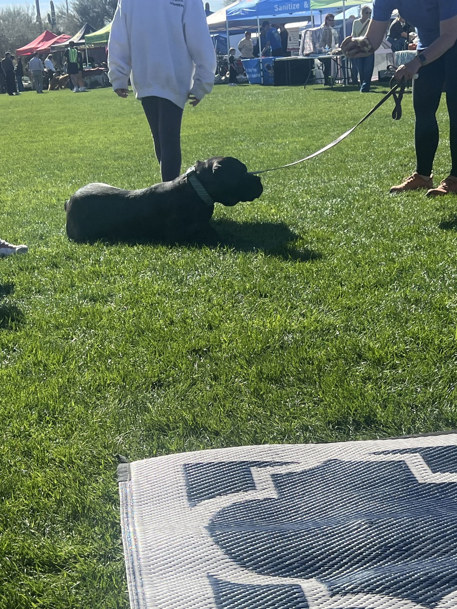 Leahlani - Adoption pending - Photo 4