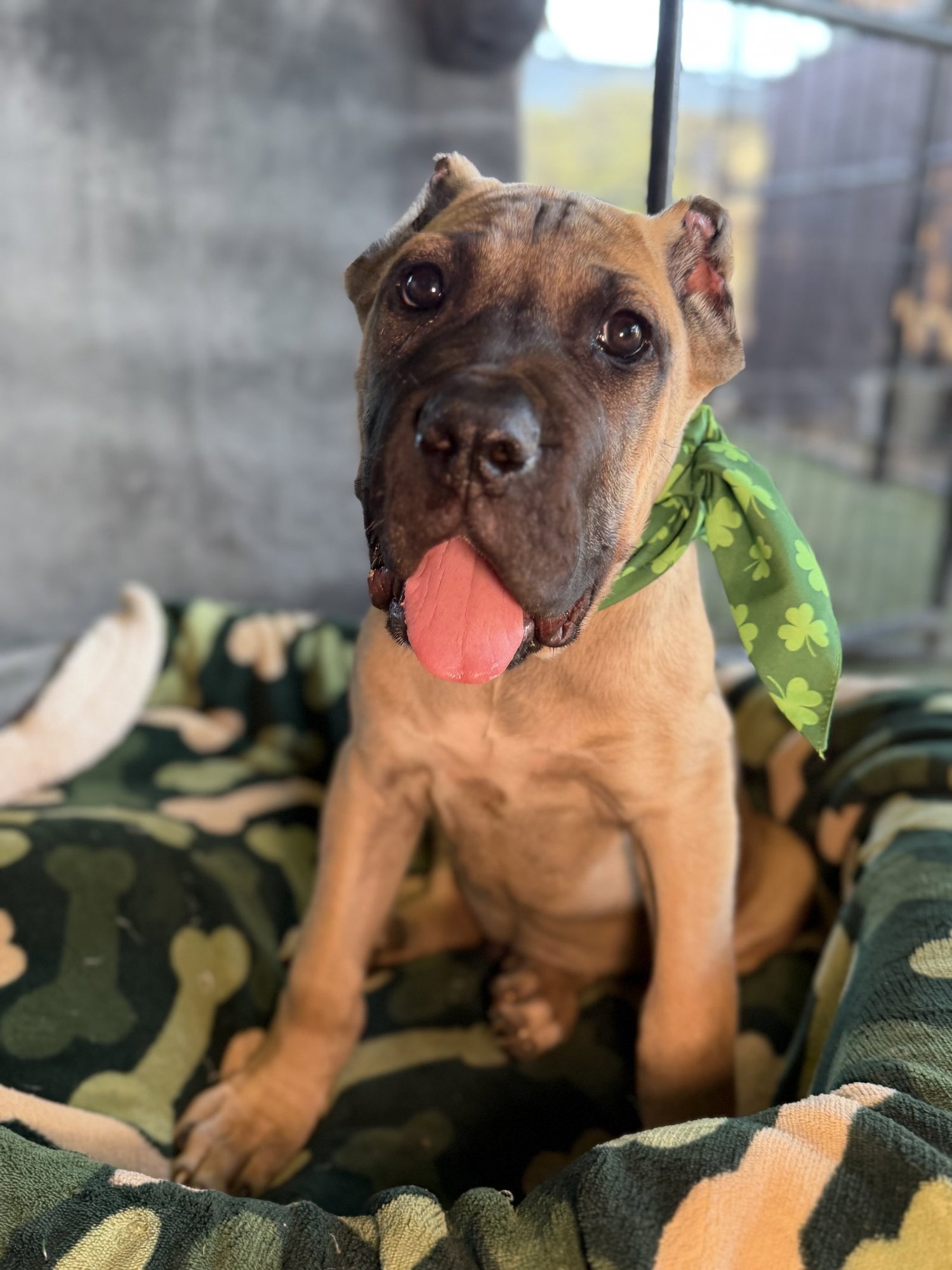 Louey - ADOPTED - Photo 3