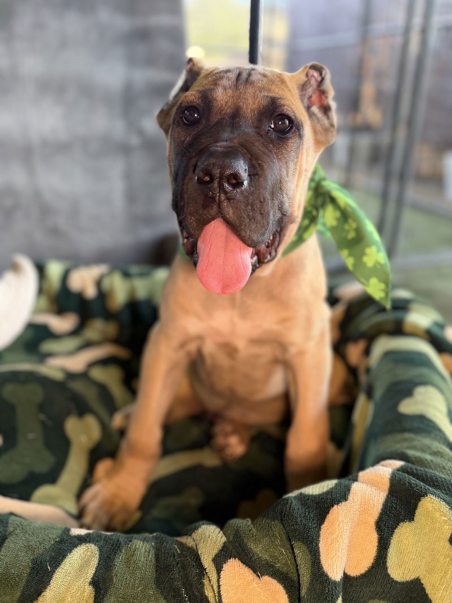 Louey - ADOPTED - Photo 4