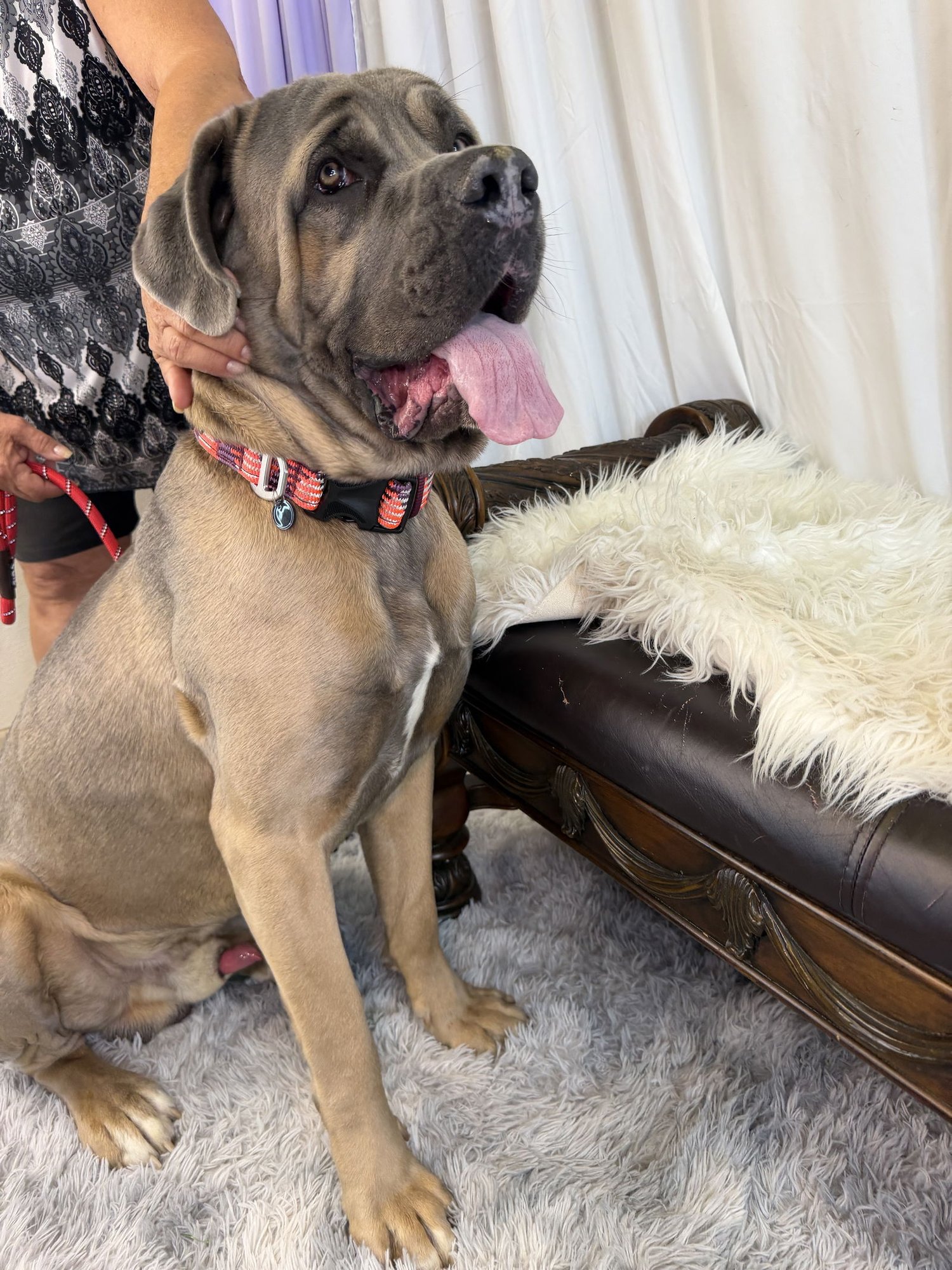 TITAN - ADOPTED - Cane Corso Mastiff available for adoption