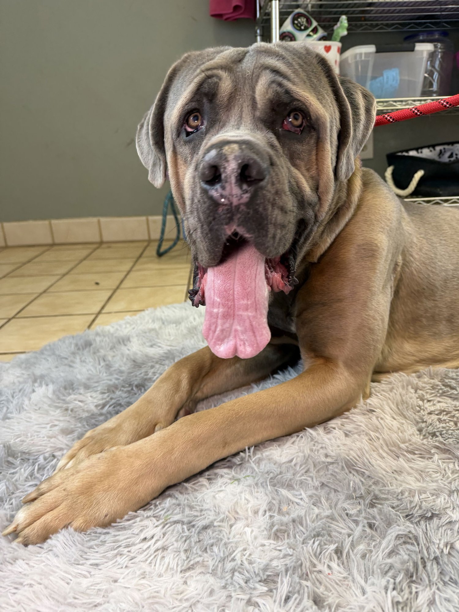 TITAN - ADOPTED - Cane Corso Mastiff available for adoption