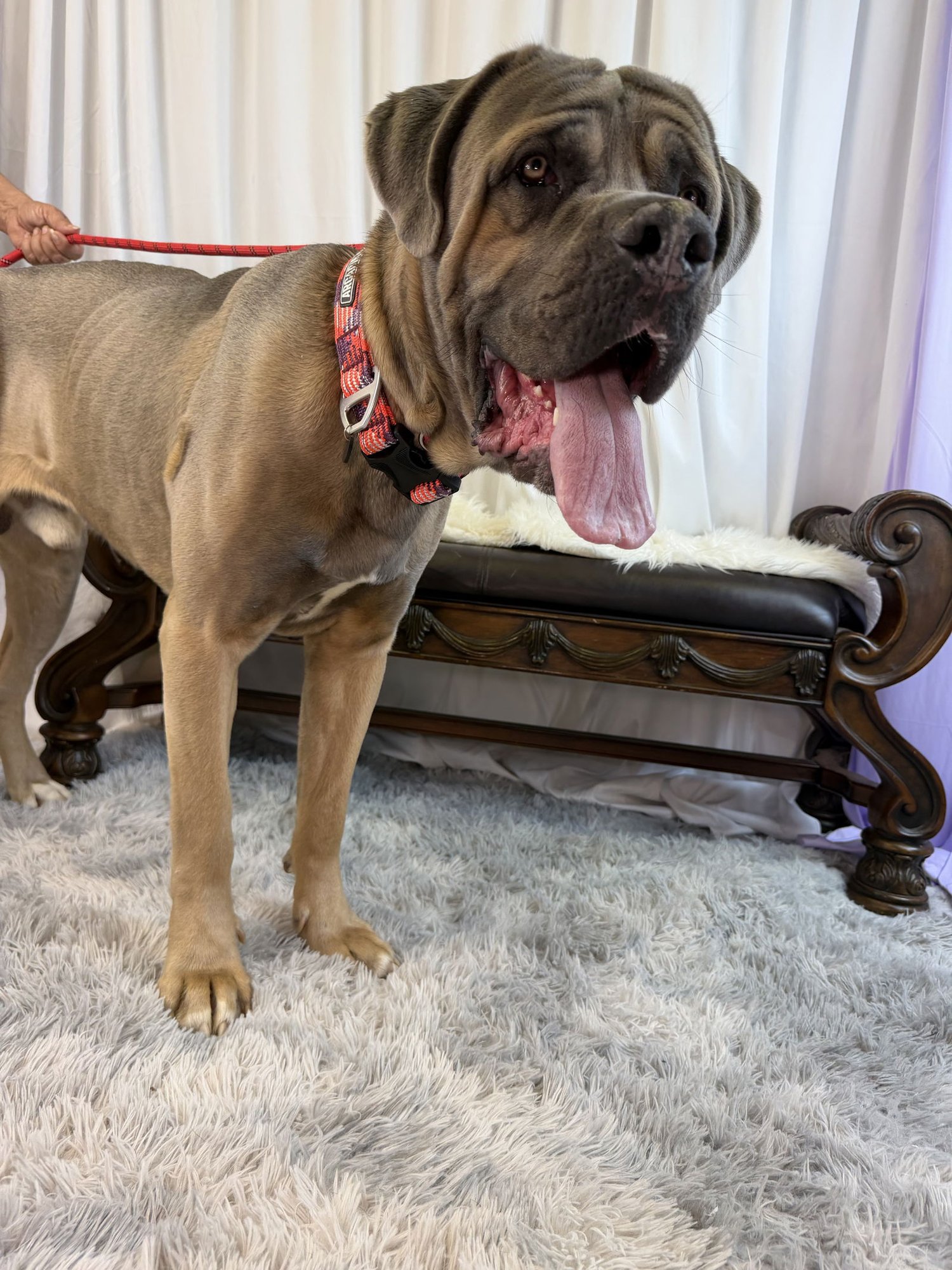 Titan - adopted - Photo 3