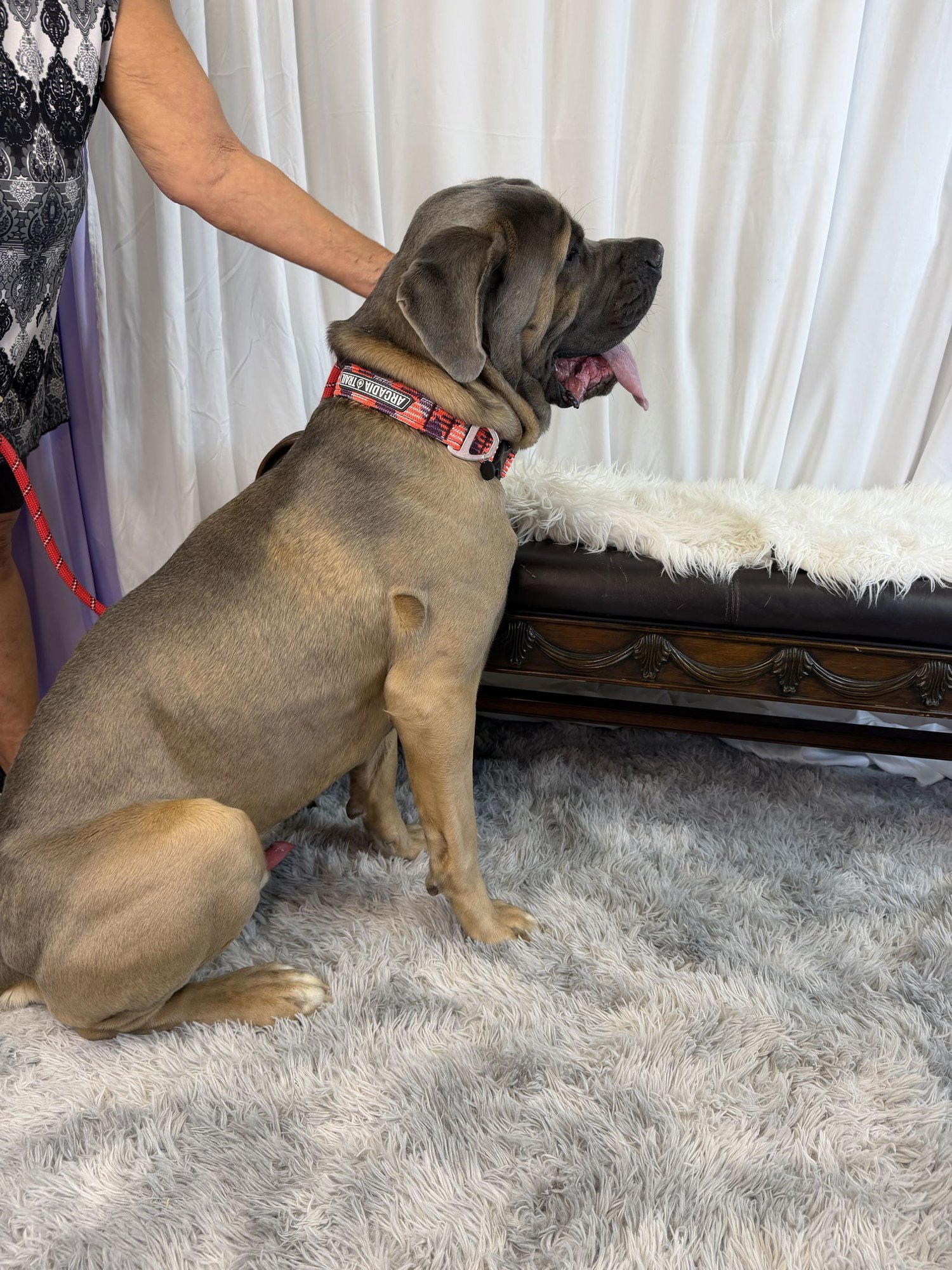 Titan - adopted - Photo 5