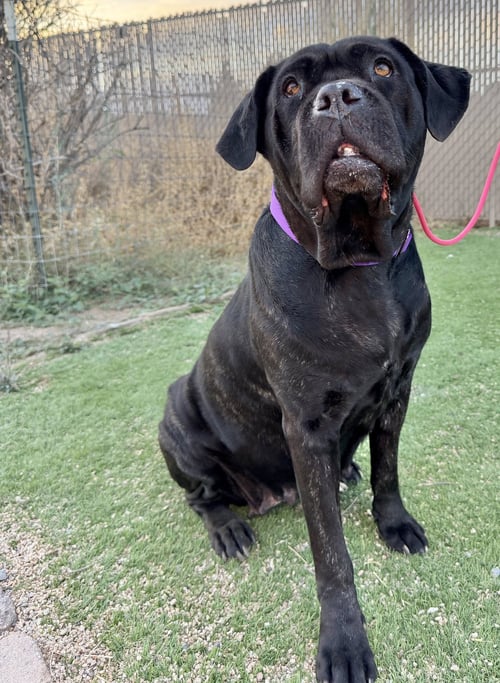 DUCHESS - Cane Corso Mastiff available for adoption