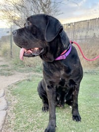 Duchess - Photo 2