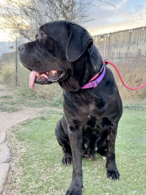 DUCHESS - Cane Corso Mastiff available for adoption