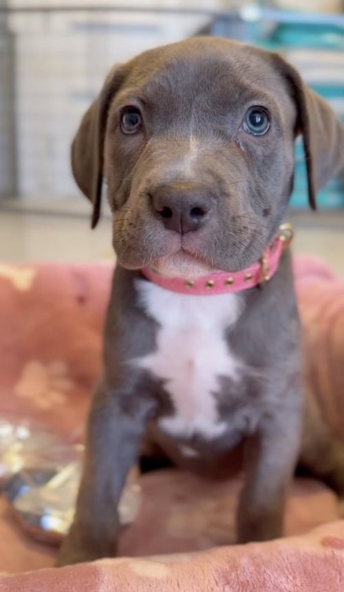 OPAL - Cane Corso Mastiff available for adoption