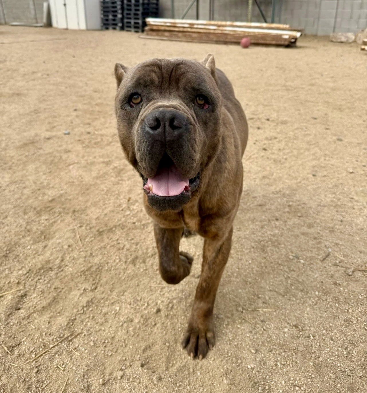 JULIUS - ADOPTION PENDING - Cane Corso Mastiff available for adoption
