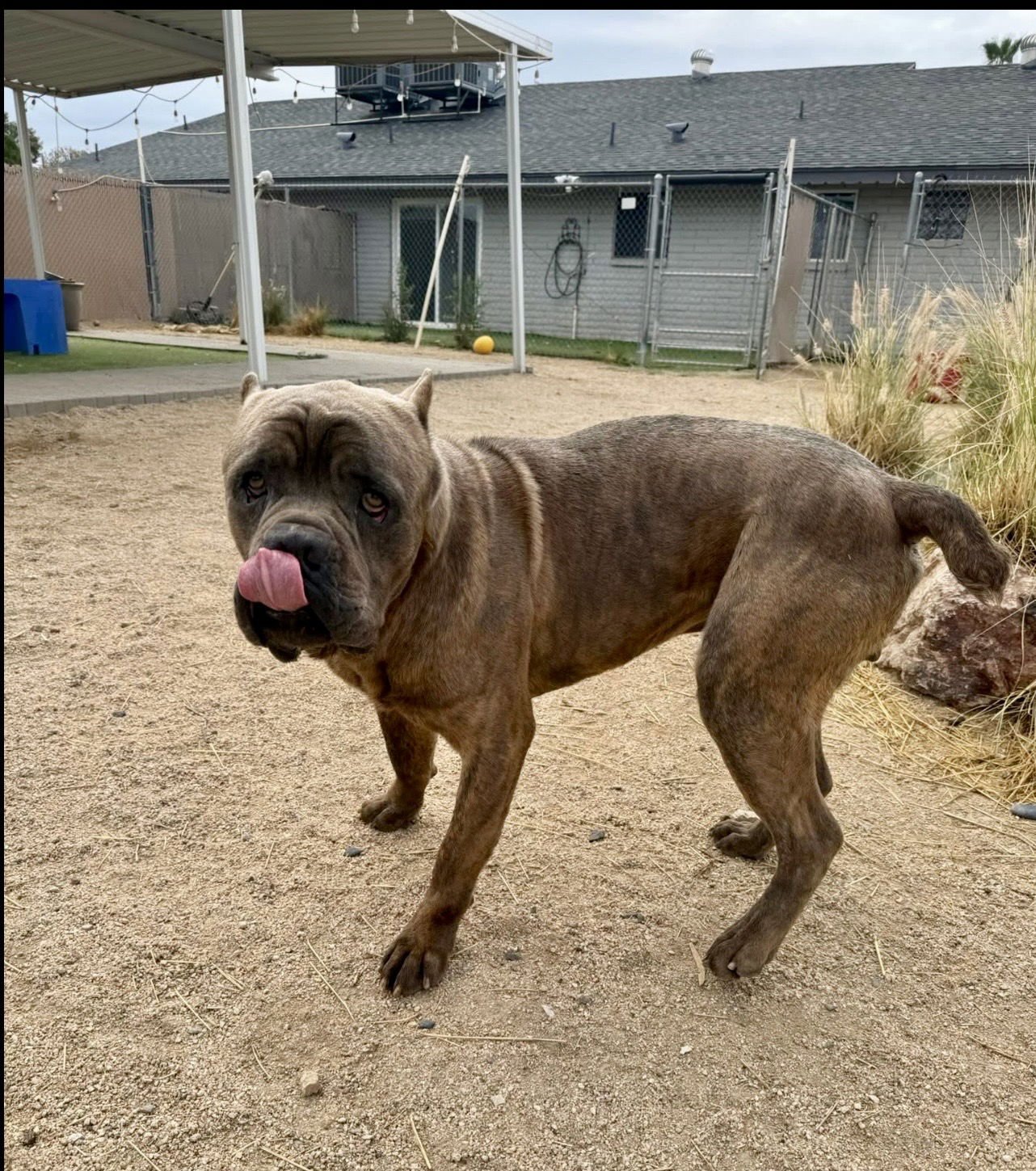 Julius - ADOPTION PENDING - Photo 5