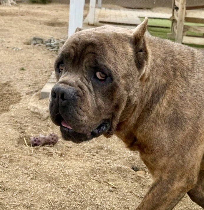 Julius - ADOPTION PENDING - Photo 6