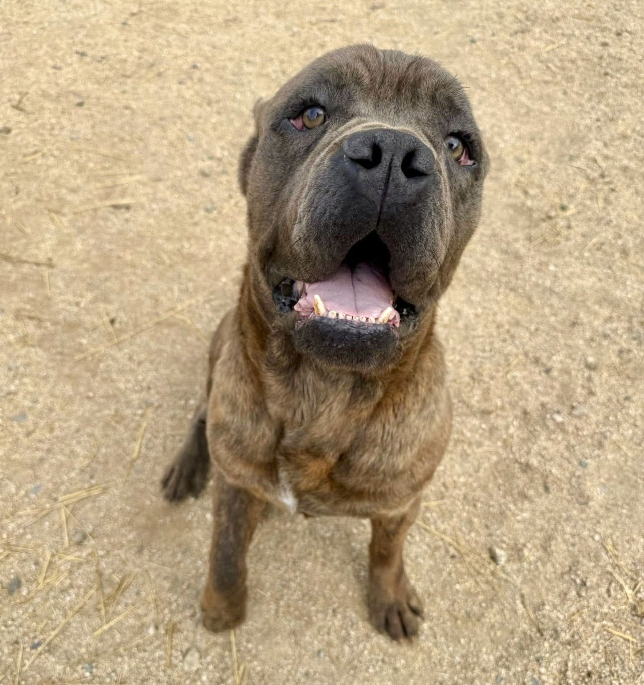 Julius - ADOPTION PENDING - Photo 7