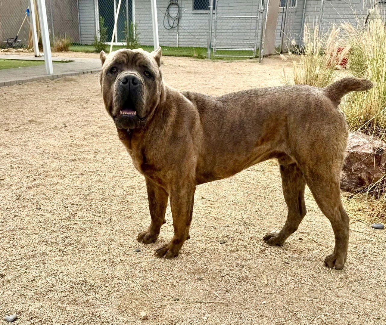 Julius - ADOPTION PENDING - Photo 8