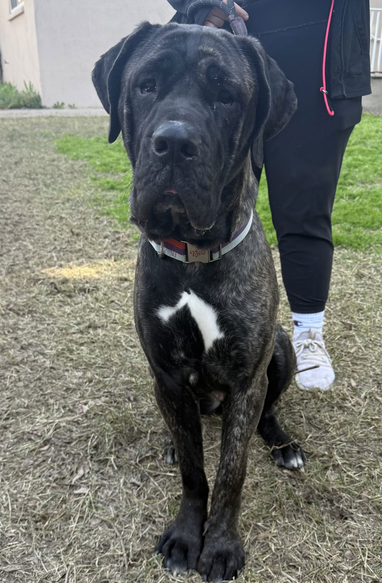BELLA 2 - Mastiff available for adoption