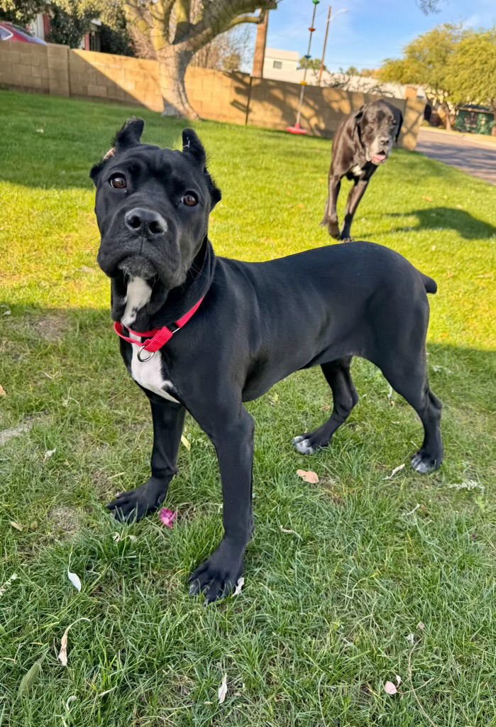WAFFLES - ADOPTED - Cane Corso Mastiff available for adoption