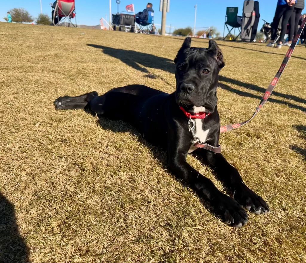 WAFFLES - ADOPTED - Cane Corso Mastiff available for adoption