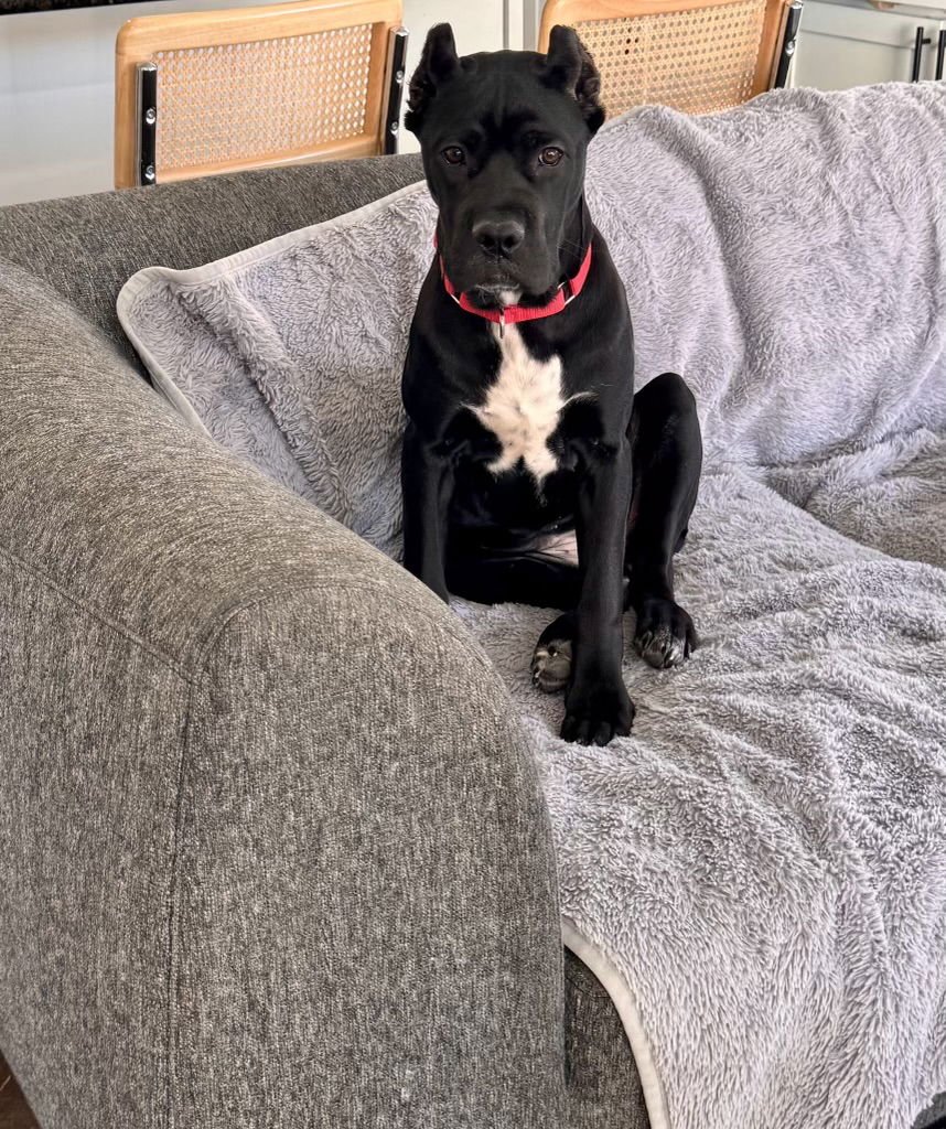 Waffles - adopted - Photo 3