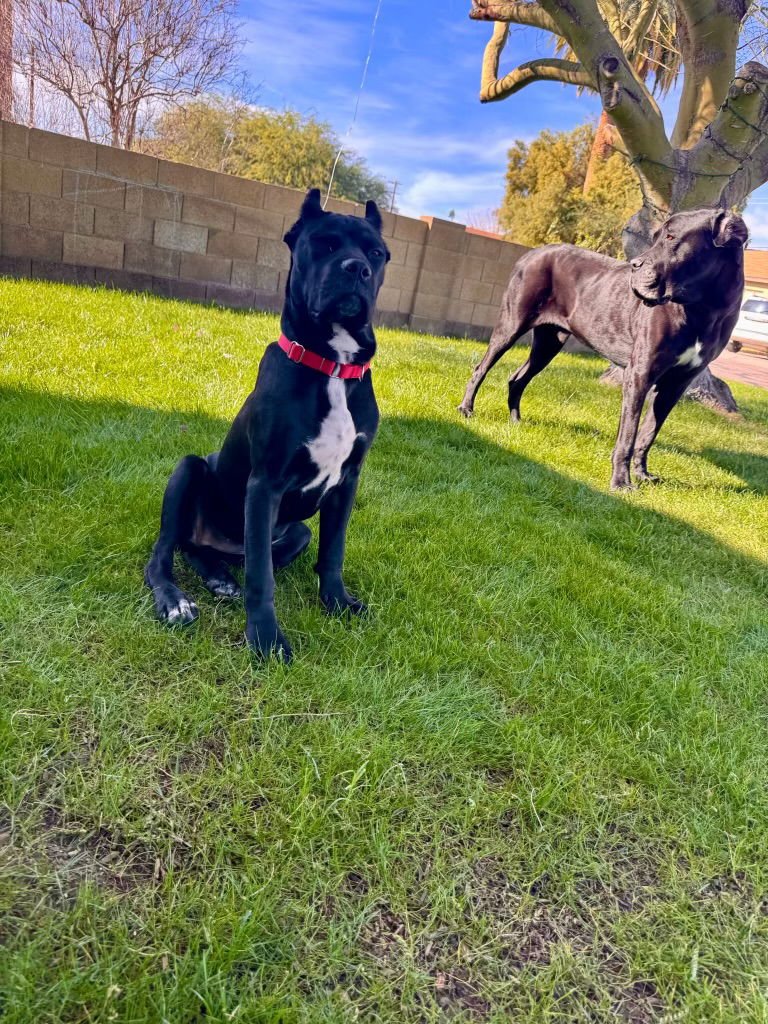 Waffles - adopted - Photo 4