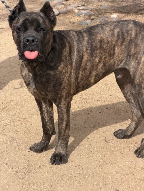 STANLEY - Cane Corso Mastiff available for adoption