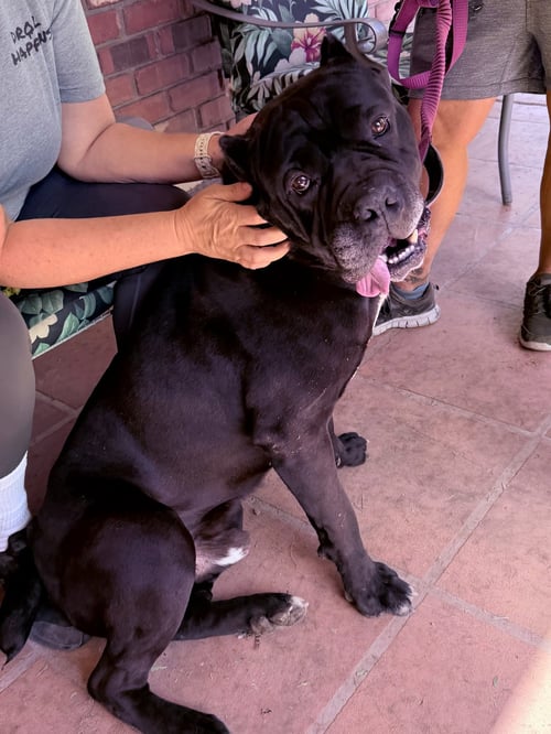 CHARLIE - Cane Corso Mastiff available for adoption
