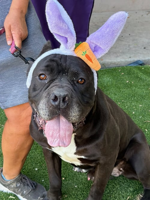 CHARLIE - Cane Corso Mastiff available for adoption