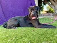 Raini - Photo 3