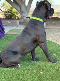 Raini - Photo 4