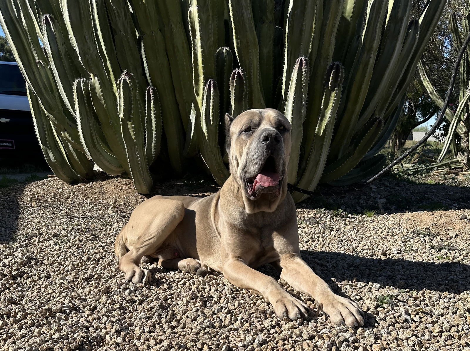 MARVIN - Cane Corso Mastiff available for adoption