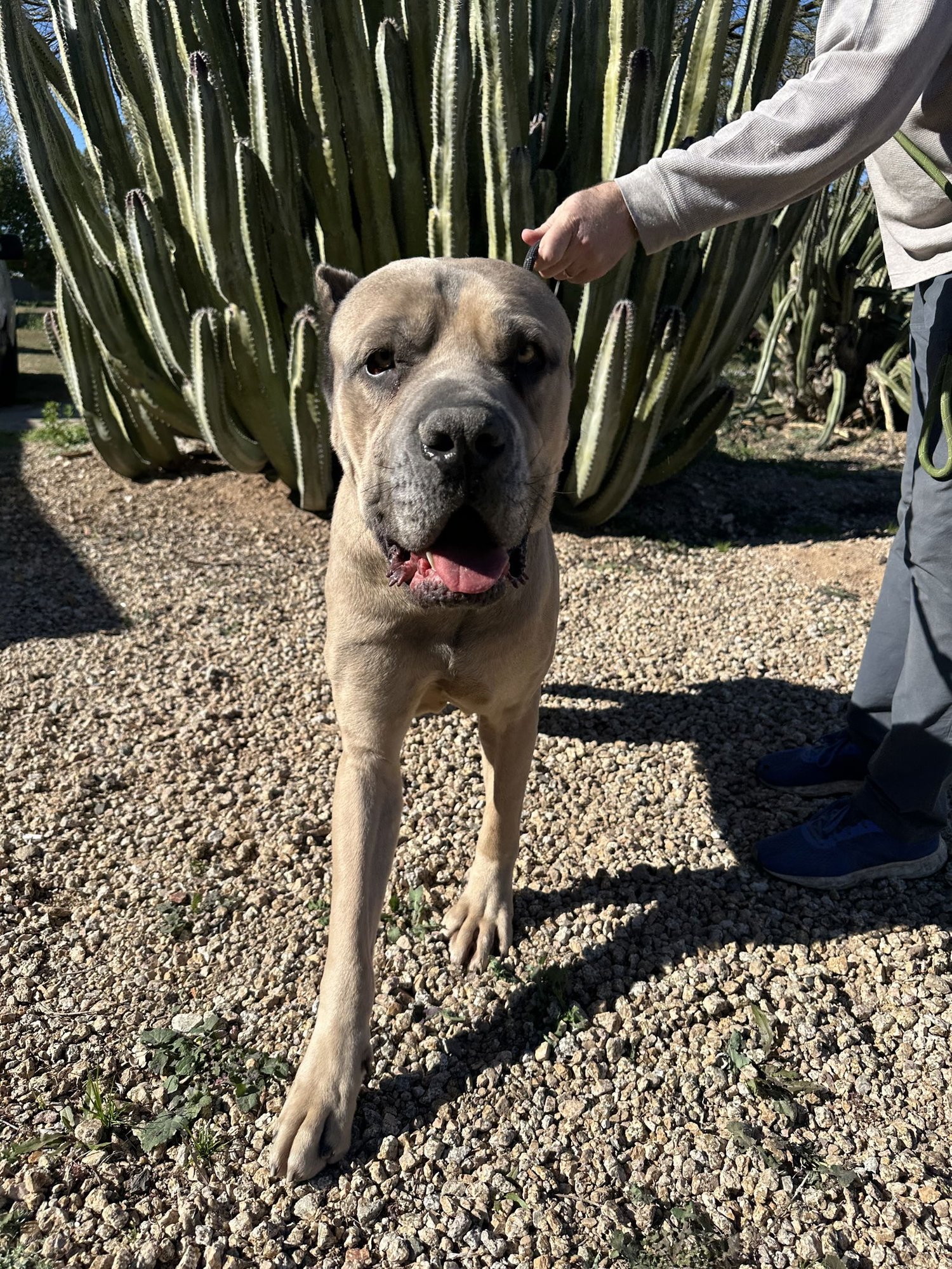 MARVIN - Cane Corso Mastiff available for adoption