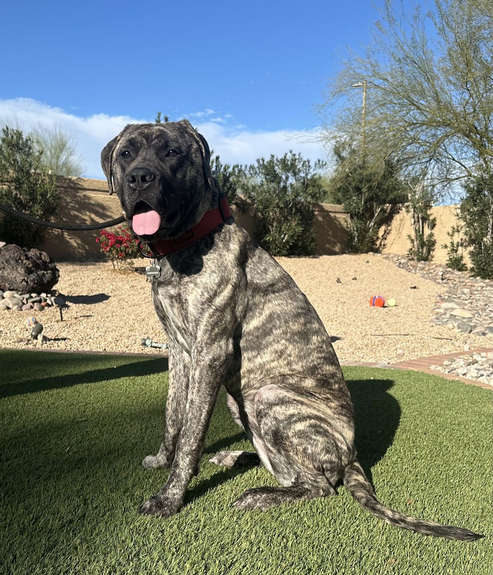 REMMI - English Mastiff available for adoption