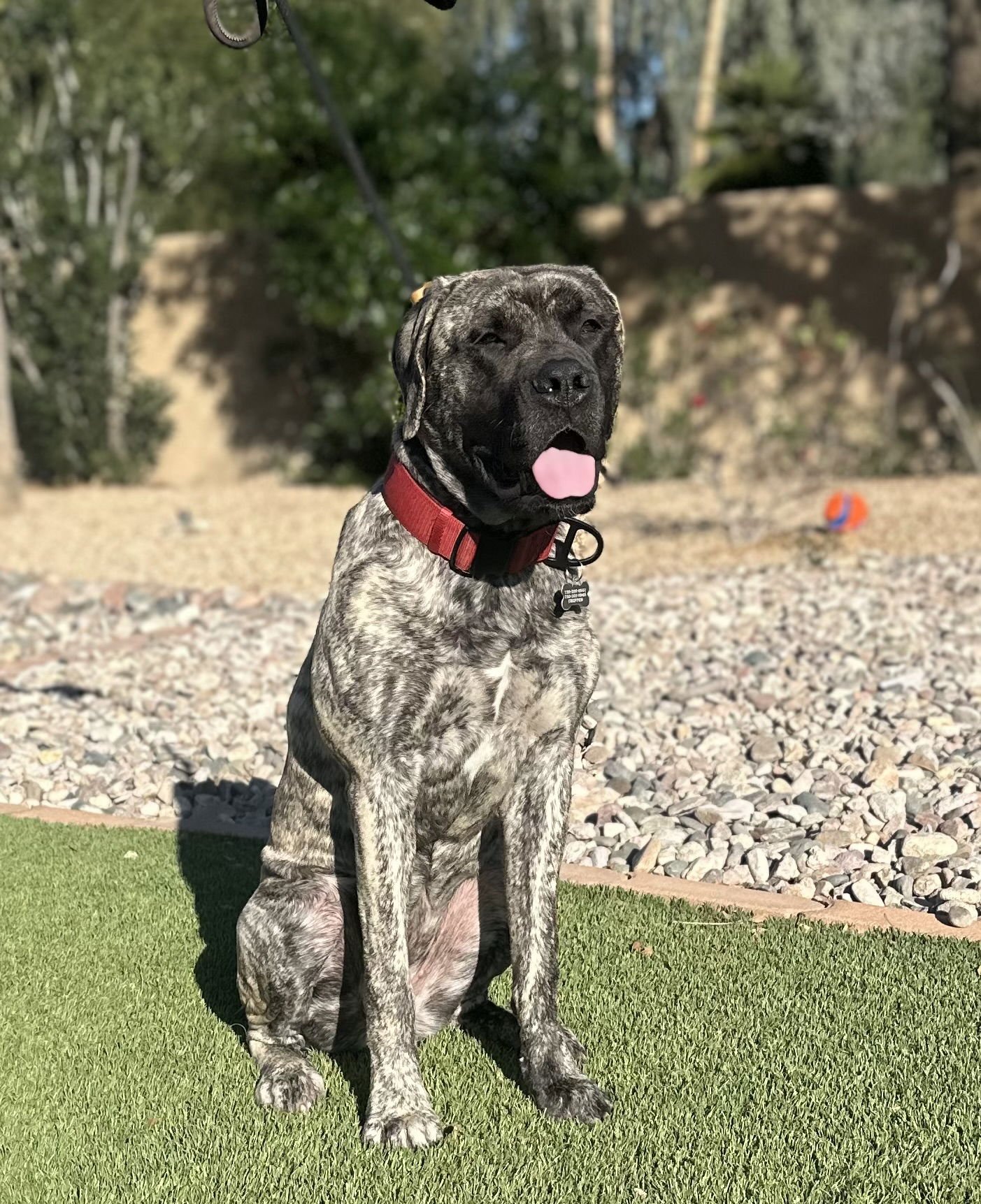REMMI - English Mastiff available for adoption