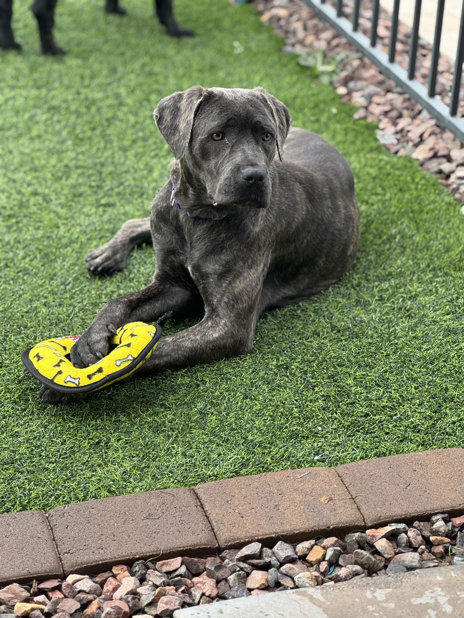 SWEETIE - ADOPTED - Cane Corso Mastiff available for adoption