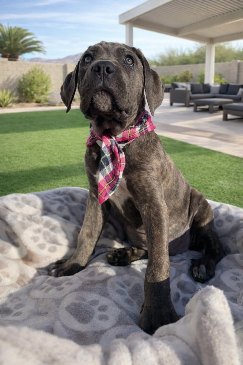 ABIGAIL - ADOPTION PENDING - Cane Corso Mastiff available for adoption