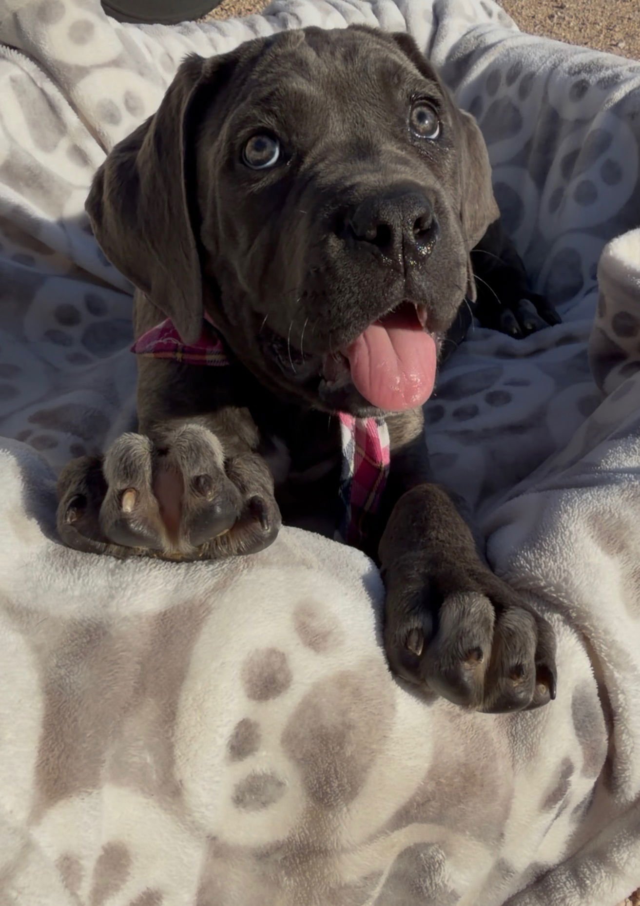 Abigail - ADOPTION PENDING - Photo 4