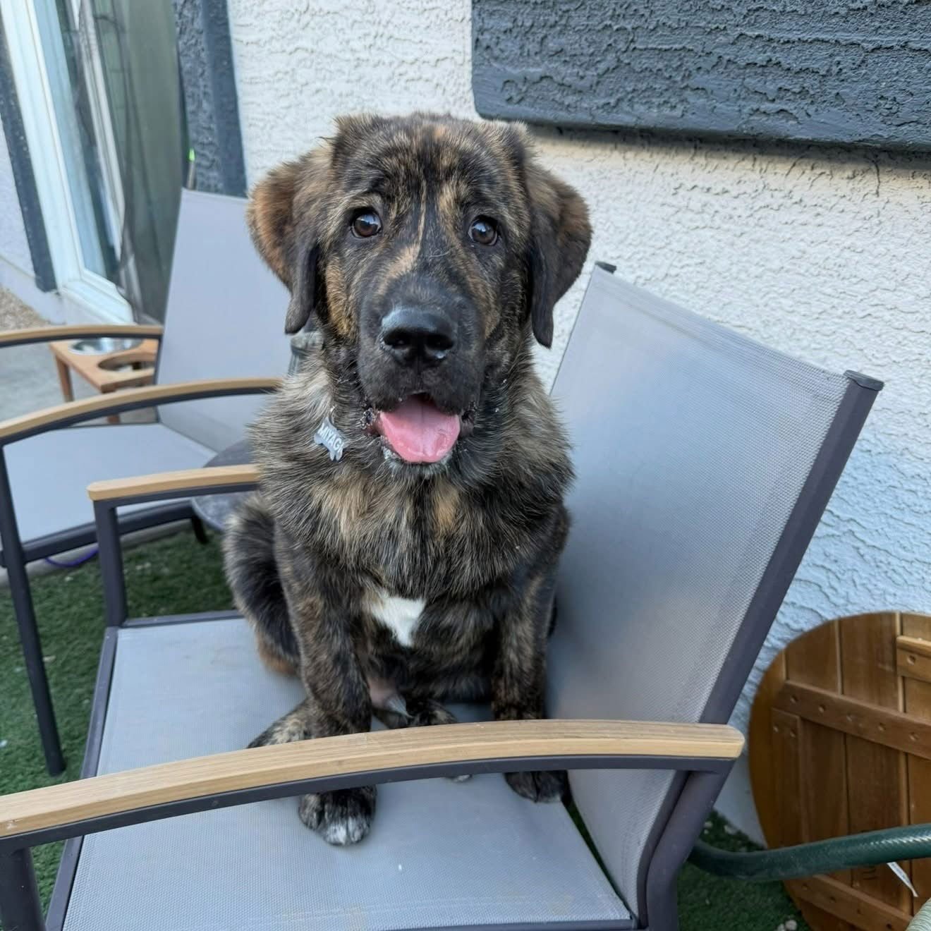 MILES - ADOPTED - Mastiff available for adoption