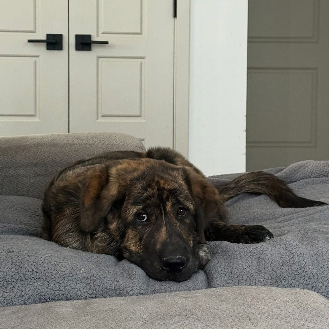 MILES - ADOPTED - Mastiff available for adoption