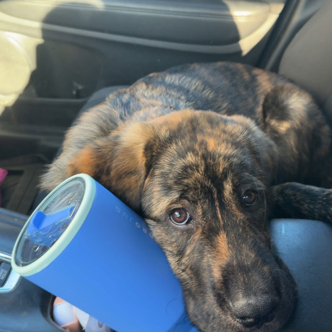 Miles - ADOPTED - Photo 3