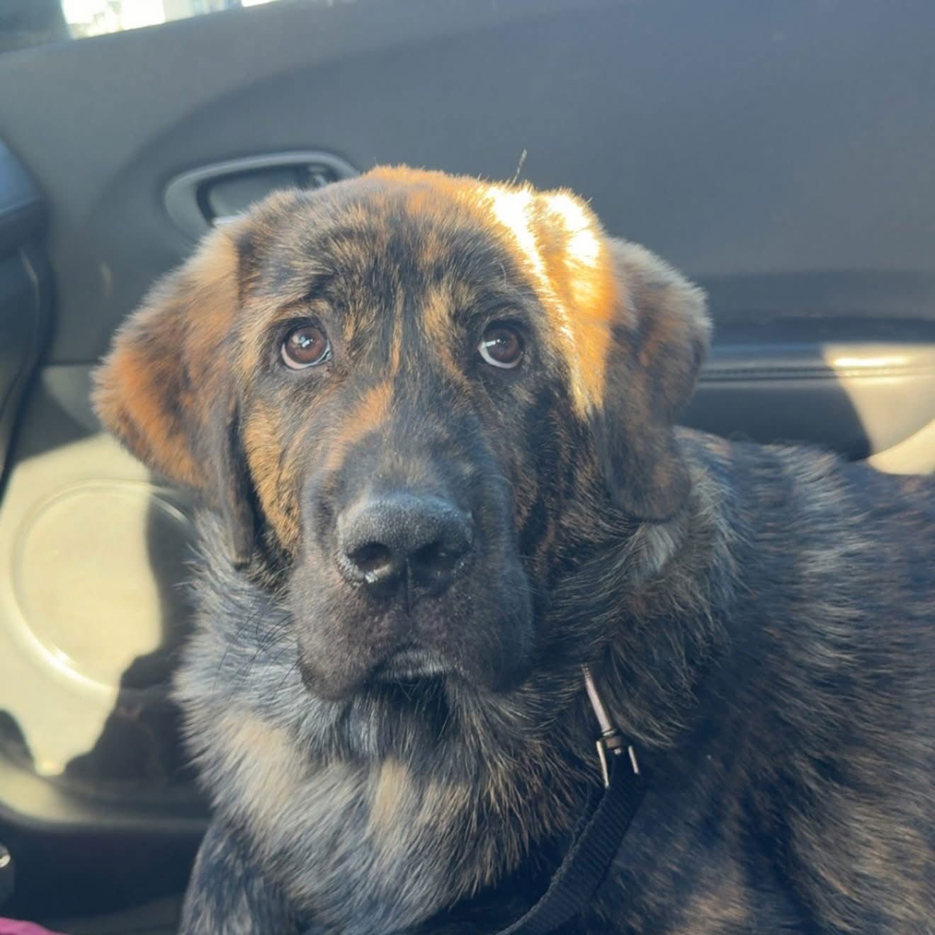 Miles - ADOPTED - Photo 4